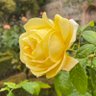 بندر الغصاب profil fotoğrafı
