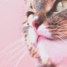 Profilbild von ねこまる🐱