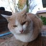 SAKATSU profil fotoğrafı