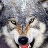 Фото профиля capten fox