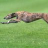 Greyhound Racing's profile picture