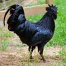 Lebon KAZEMBE's profile picture