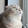 Котопринцесса и собутыльник 的头像