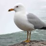 Фото профиля Seagull