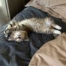 cat owner 的头像