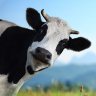 Profilbild von General Cow