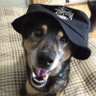 ハミゴマ's profile picture