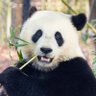 Фото профиля dotpanda