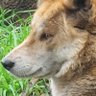 Animal Farm 🐅🐈🐷🕸️🐝🐦🦜🐸🦎🐈⬛ 📖 🤫🏌️♀️'s profile picture
