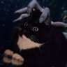 catofdoom profil fotoğrafı
