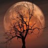Фото профиля Moonlight_dandelions