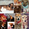 mila💙doggies's profile picture