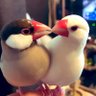 つくねぎま𓅪 的头像