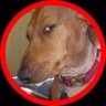 Dawg's profile picture