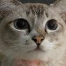 ping's profile picture