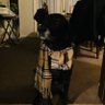 Coopthepoop42 profil fotoğrafı