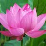 Lotus B 的头像