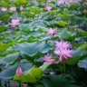 Фото профиля ljb007(互关,有关必回)