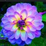 RoseColouredGlass 的头像