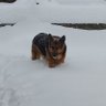 snowy shepherd 的头像