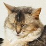 Фото профиля ねこたんฅ^•ω•^ฅ