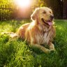 Фото профиля LovePets