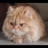 Фото профиля athir