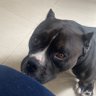 Thor, o american bully 的头像