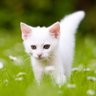 Pet Lovers😺 的头像