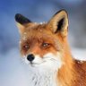 Profilbild von The Fox