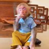 Bored Ape Knot Club profil fotoğrafı