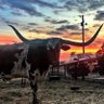 JLCav🤘Hook’em!'s profile picture