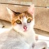 JeanJouna profil fotoğrafı