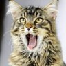 Edita Nazaraite's profile picture