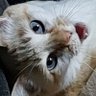 鈍純's profile picture