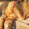 ドラえもん profil fotoğrafı