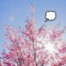 さくりあ30 的头像