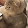 Komedi Politik's profile picture