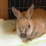🐰ミニうさぎ🐰's profile picture