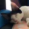 さねと's profile picture