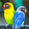 ジョーカー profil fotoğrafı
