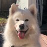 OIL HOUND's profile picture