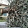 Фото профиля Jimbo Fisher's Christmas Tree