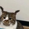一位普普通通的人类 profil fotoğrafı