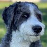 DirtΞvader's profile picture