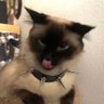 Moss's profile picture