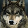 The Wolf ❌ 的头像