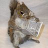 lazysquirrel's profile picture