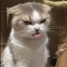 Profilbild von WandzTV
