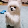 ポメラニアン❤️レオ's profile picture